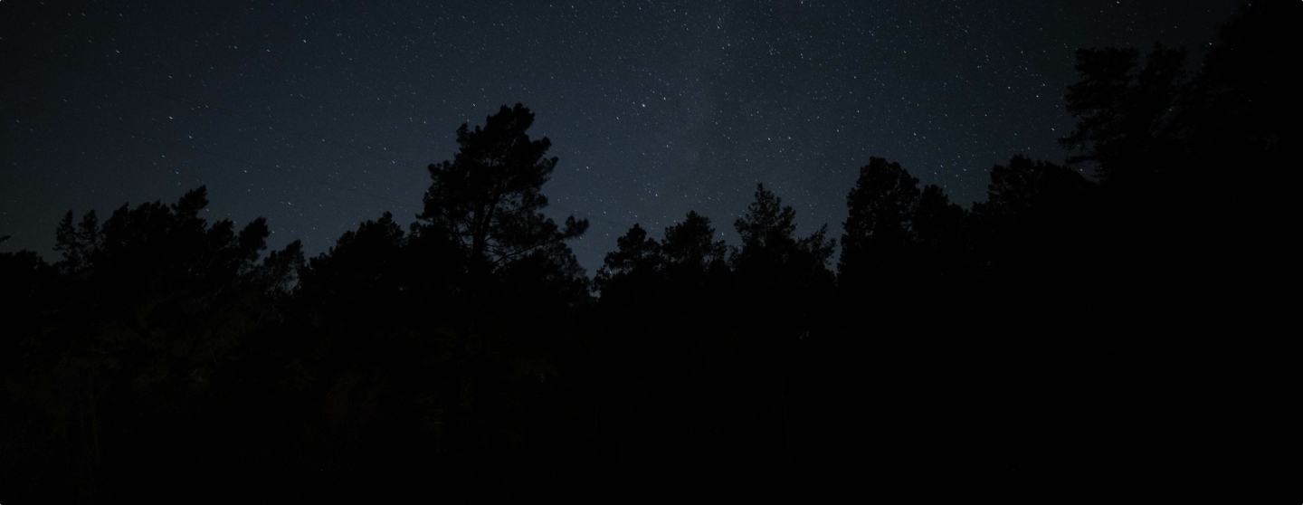 Nighttime starry sky with trees in the foreground