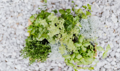 Green plant and white rocks