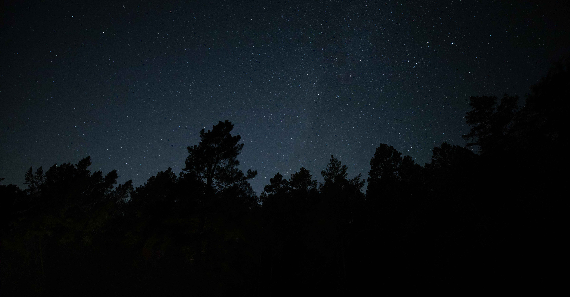 Nighttime starry sky with trees in the foreground