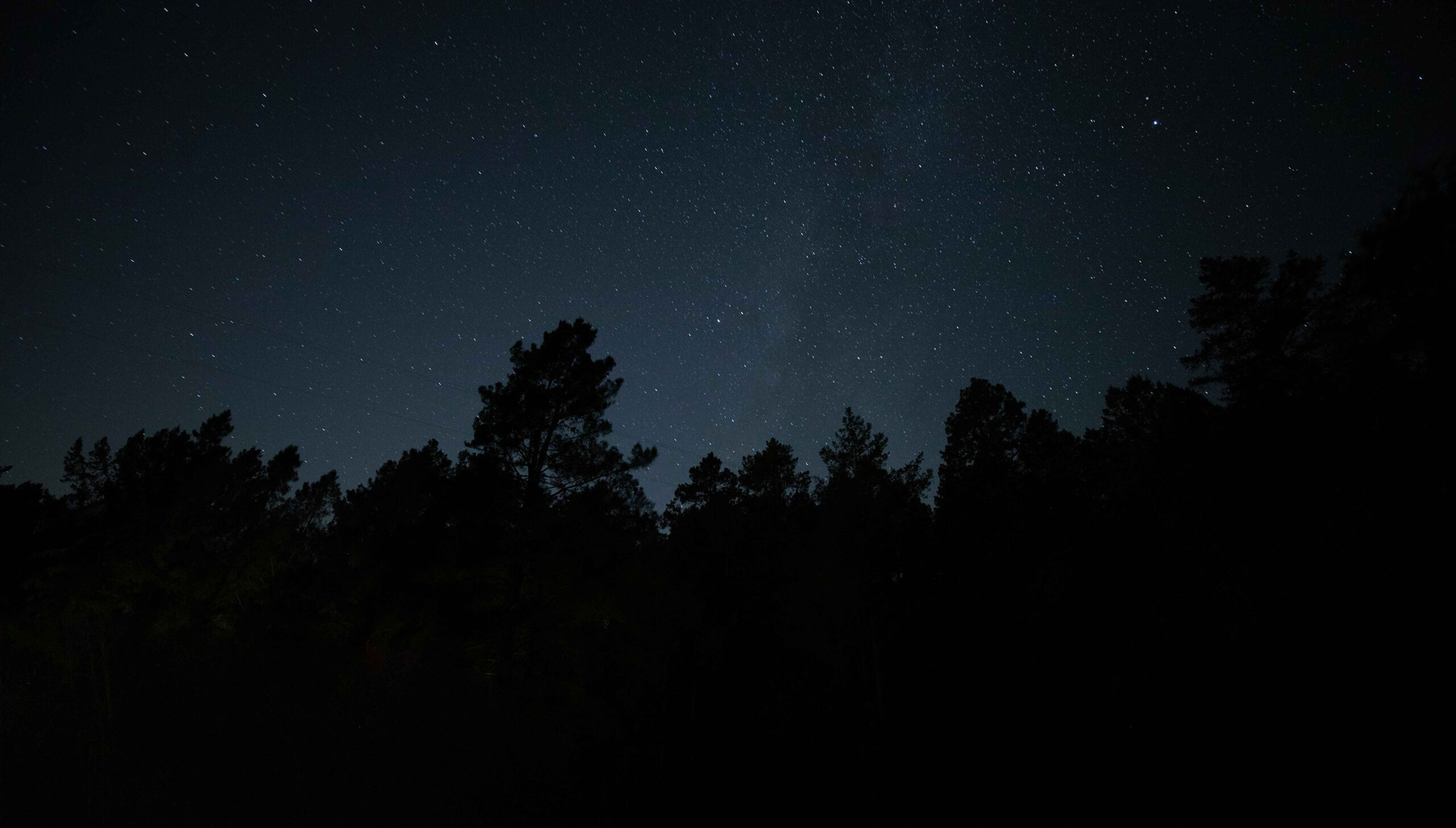 Nighttime starry sky with trees in the foreground