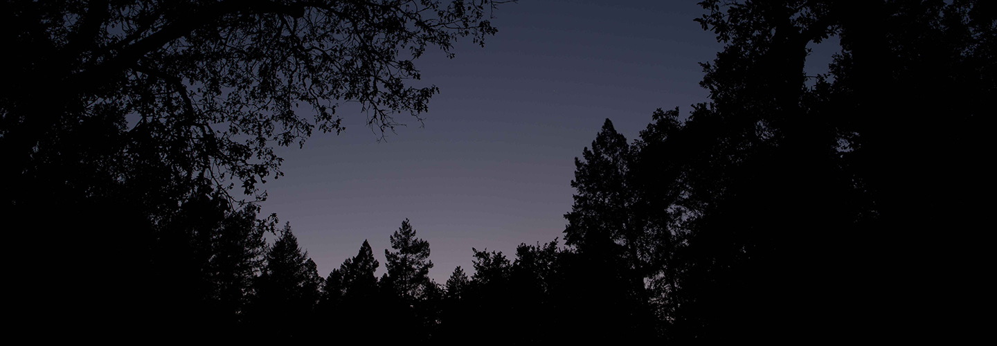 Sky at dusk with trees in the foreground