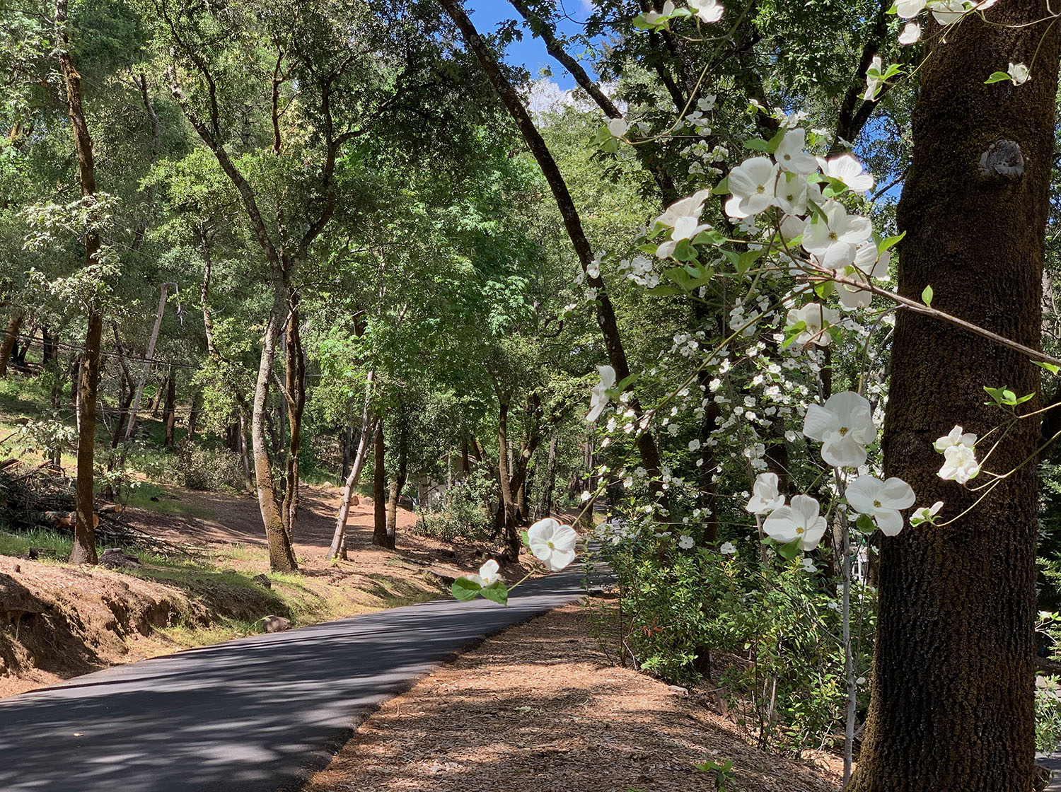 Road through trees with dogwoods blooming