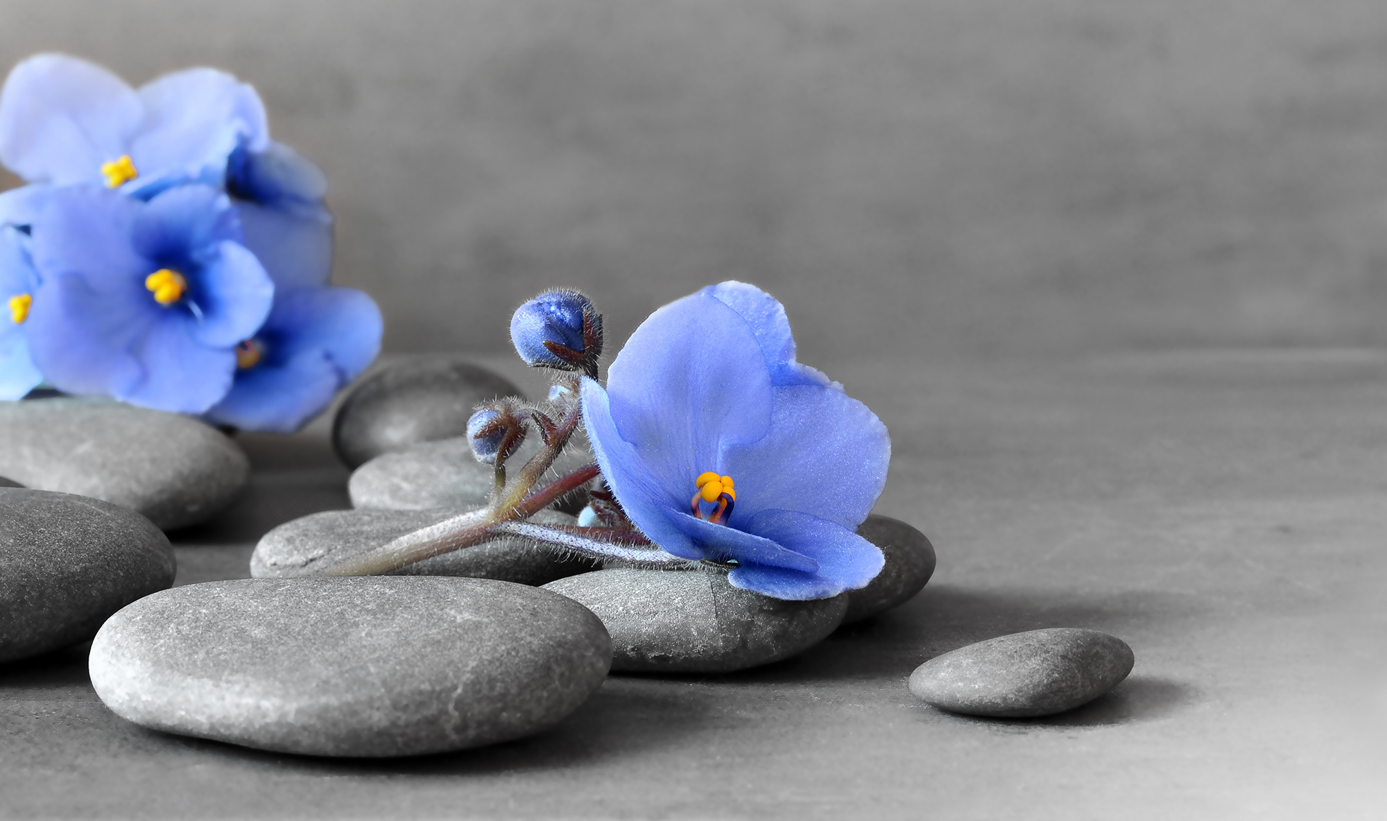 Zen stones and violet flowers on grey background.