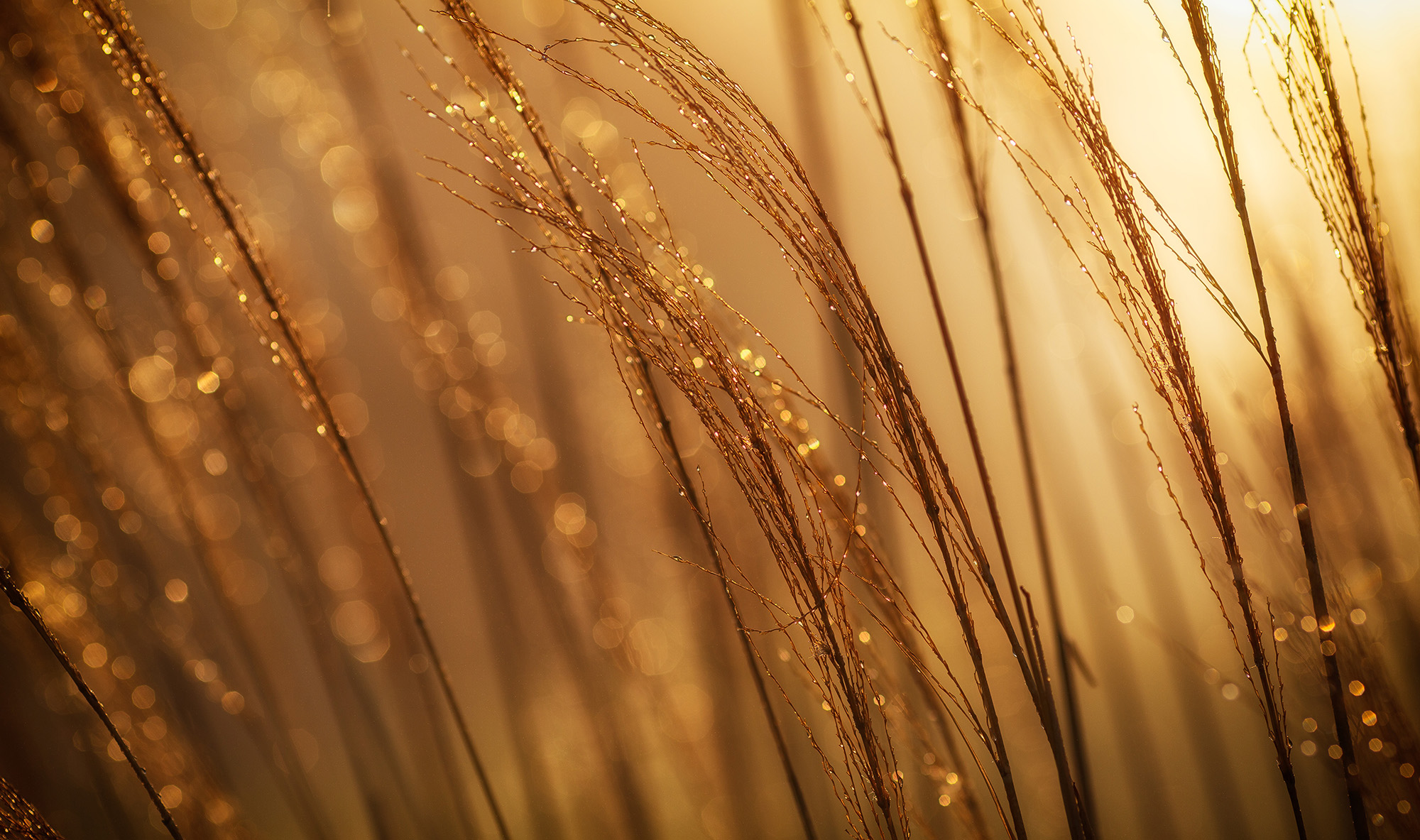 Golden grass with water droplets